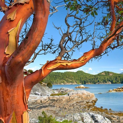Arbutus Tree profile image